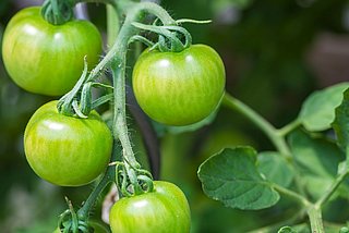 Unreife Tomaten am Strauch