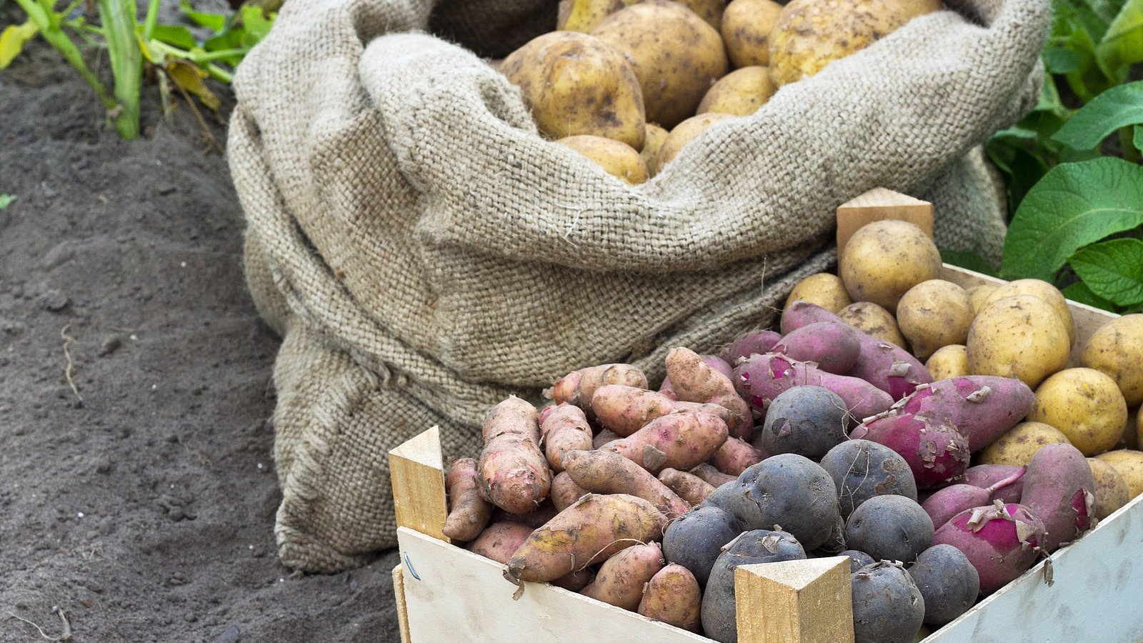 Kartoffeln in unterschiedlichen Farben und Größen liegen in einem Sack und einer Kiste.