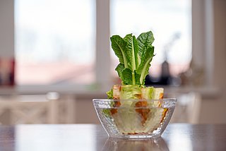 nachwachsender Kohl in einem Glas mit Wasser