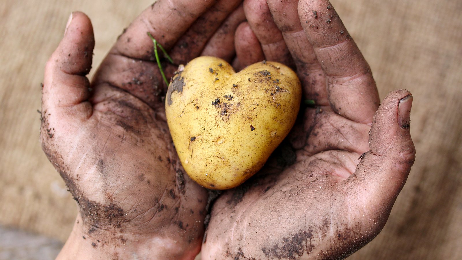Erdige Hände halten eine Kartoffel in Herzform.