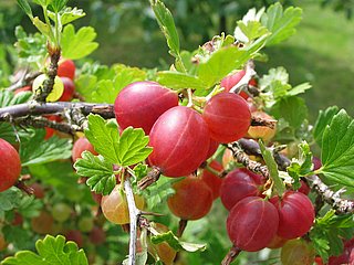 Mehrere Stachelbeeren hängen in einem Busch.