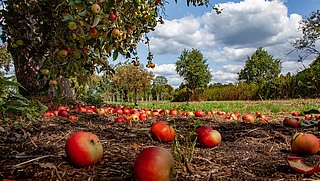 Äpfel auf Feld