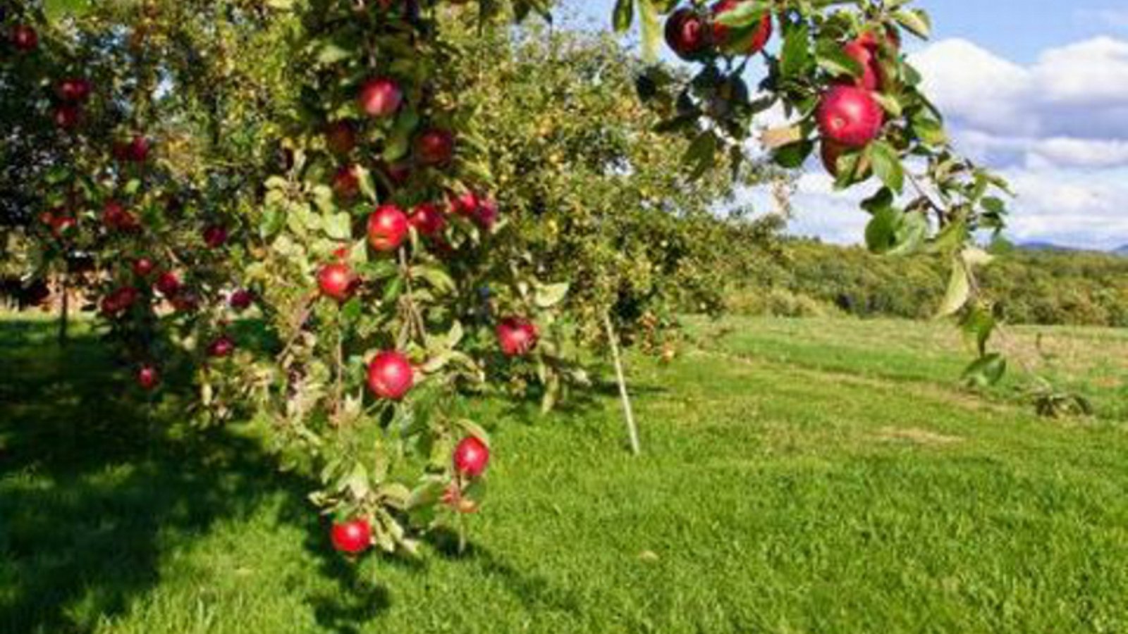 Auf einer Wiese, Zweige eines Apfelbaumes mit vielen roten Äpfeln daran