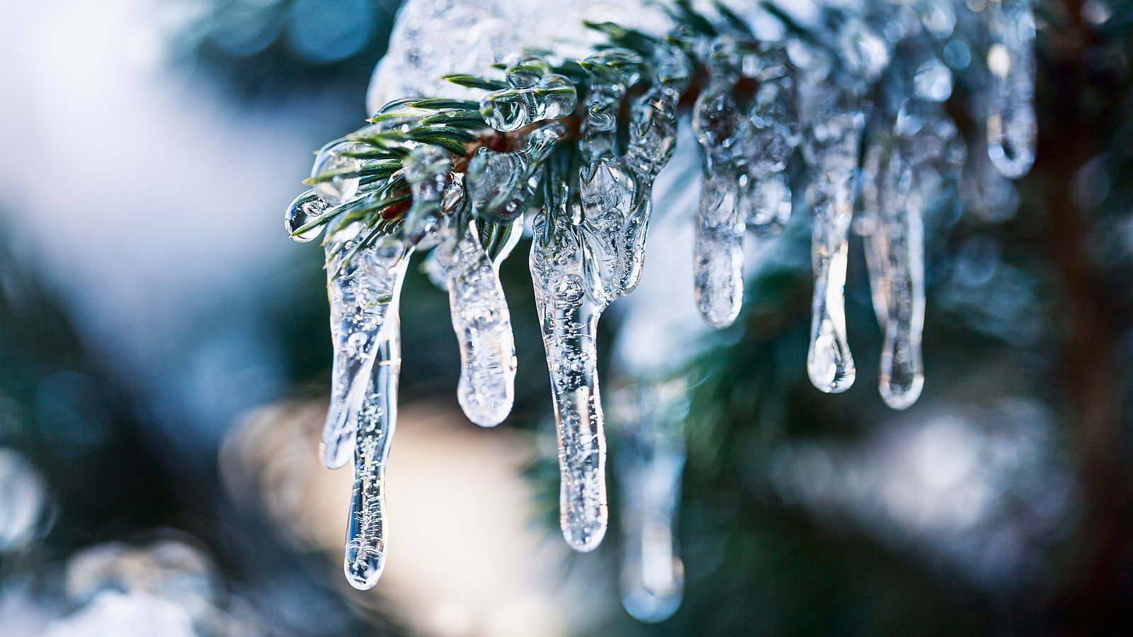 Eiszapfen an einem Tannenast symbolisieren die winterliche Kälte.