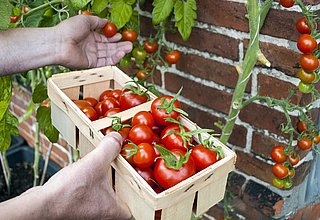 Tomaten in einer Holzkiste