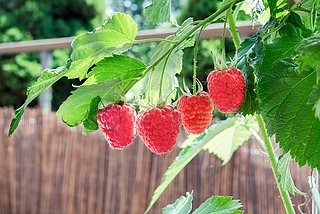 Vier Himbeeren hängen an einem Busch.