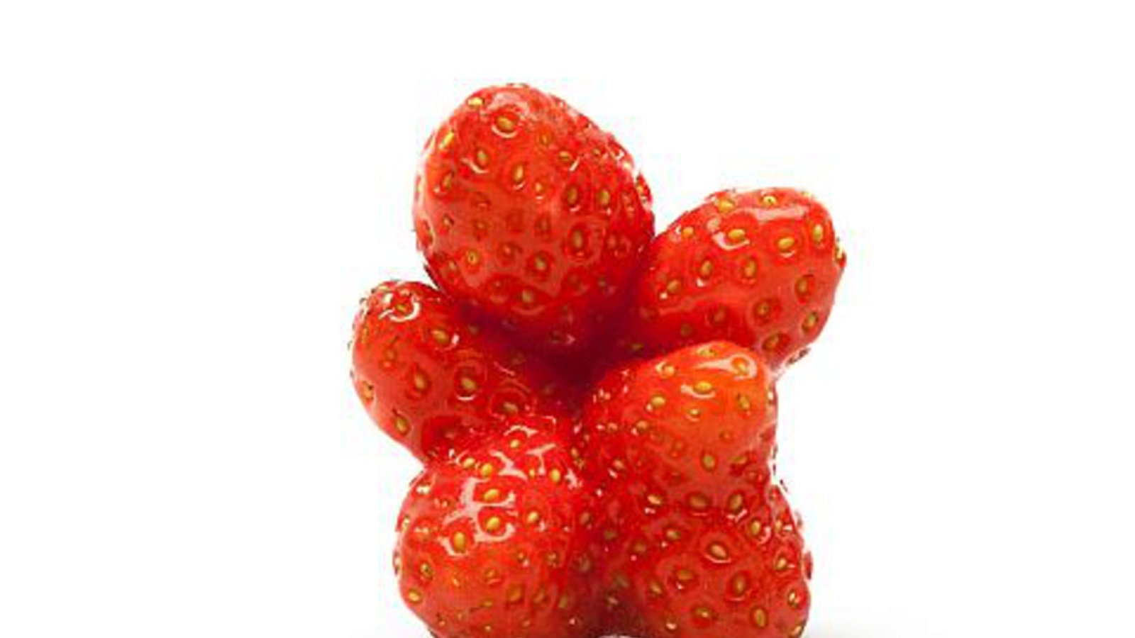 Unförmige Erdbeere, die mehrere Fruchtkörper ausgebildet hat